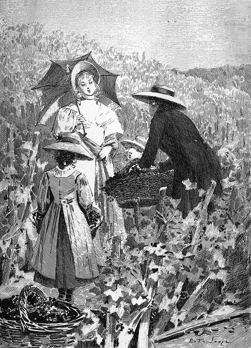 The Lily of the Valley